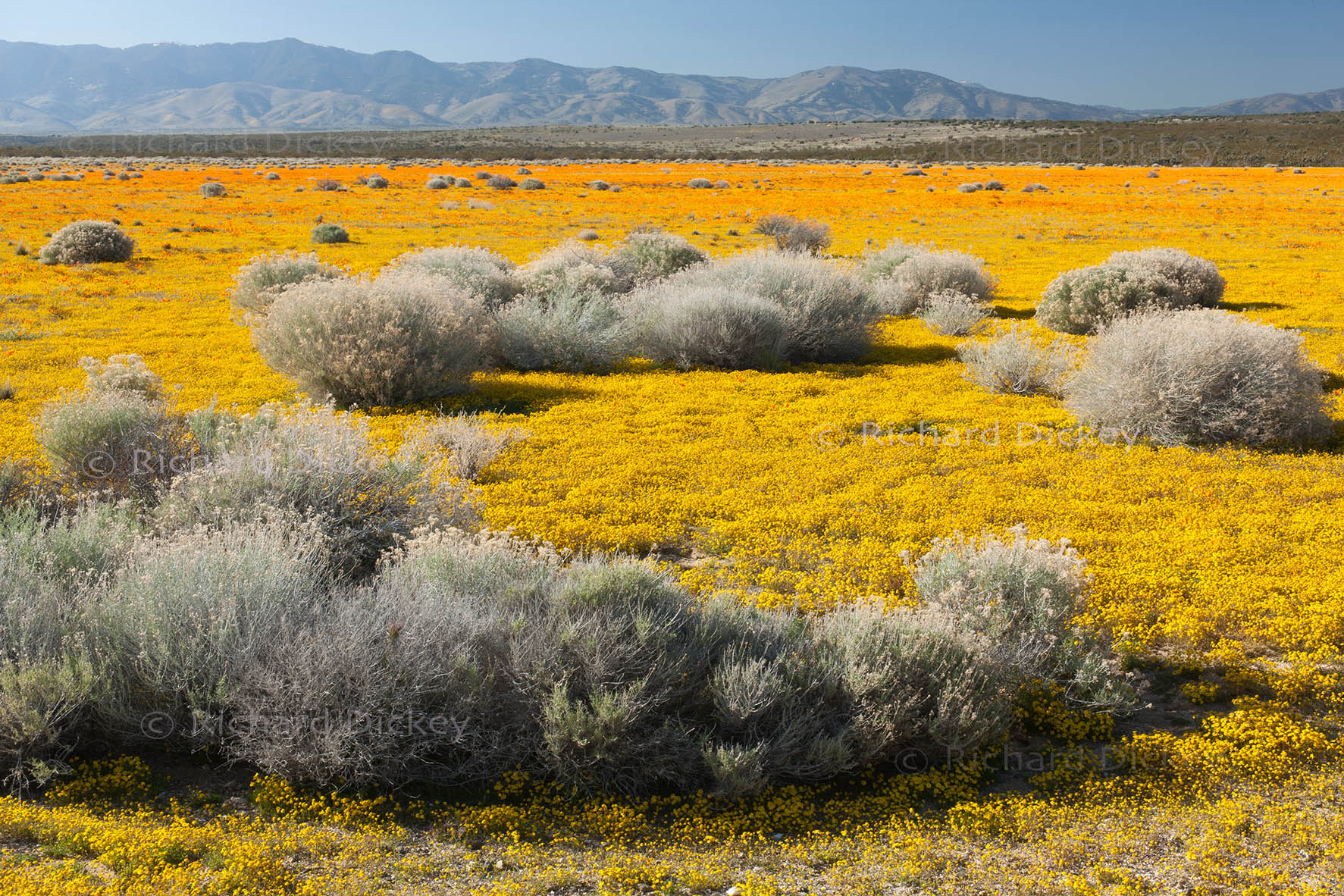 Localized bloom of California poppies, goldfields and gray rabbitbrush beneath a sunny cold sky in Antelope Valley, California, 2006.