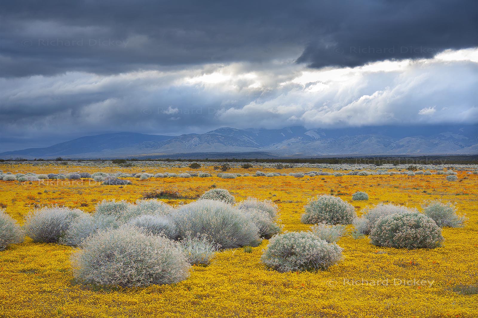 The same localized Antelope Valley bloom beneath rapidly building dark clouds in California, 2006.