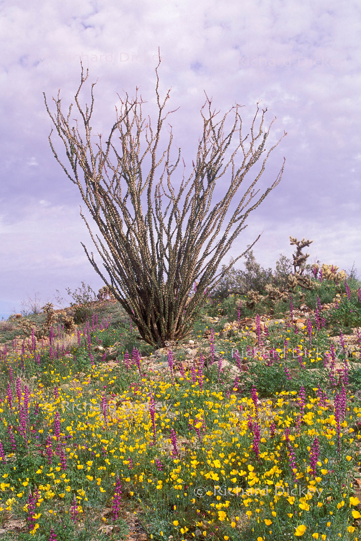 Ocotillo rising above yellow desert poppies and purple Arizona lupines in Anza-Borrego Desert, California, 2005.