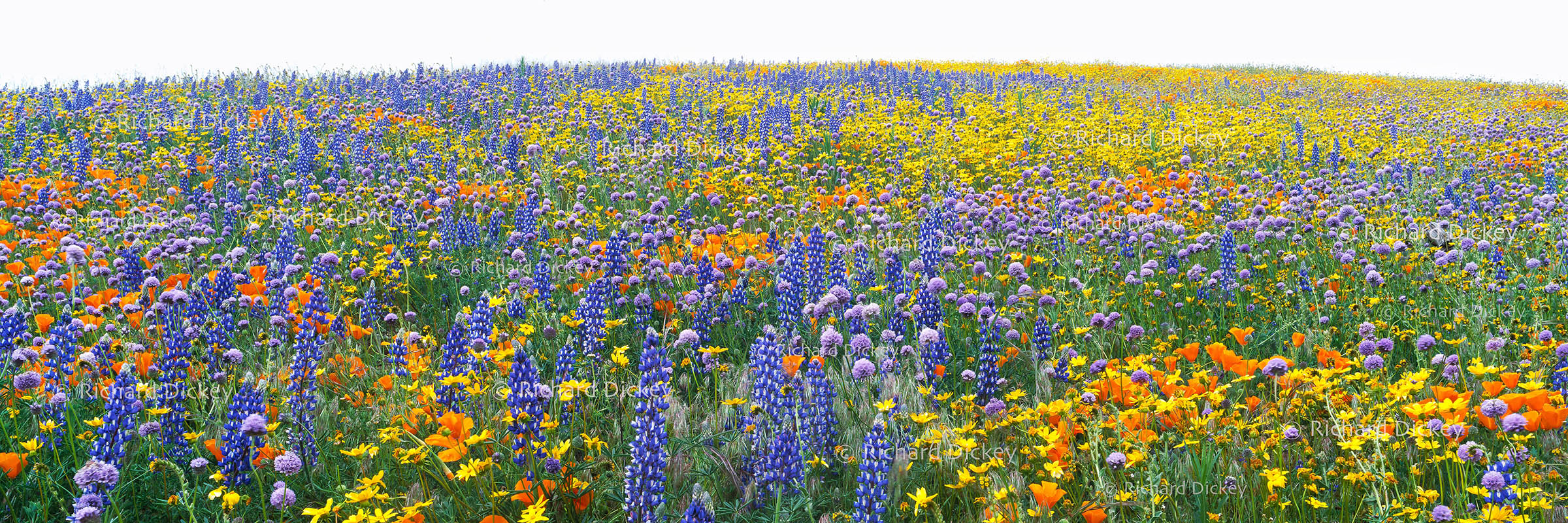 Fuji GX617 panoramic film photograph of a wildflower landscape in Gorman, California.