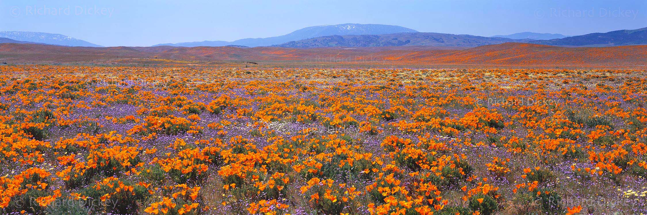 Fuji GX617 panorama of a dense Quail Lake wildflower bloom with California poppies, bird's-eye gilia, desert dandelions, tidy tips, coreopsis and white layia below distant mountains.