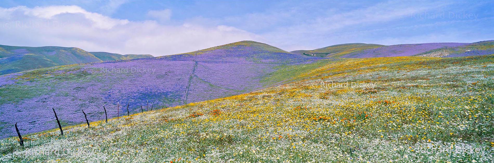 Fuji GX617 panorama of California wildflowers and old burned fence posts across the hills above Rosie's backyard in Gorman, California, 2003.
