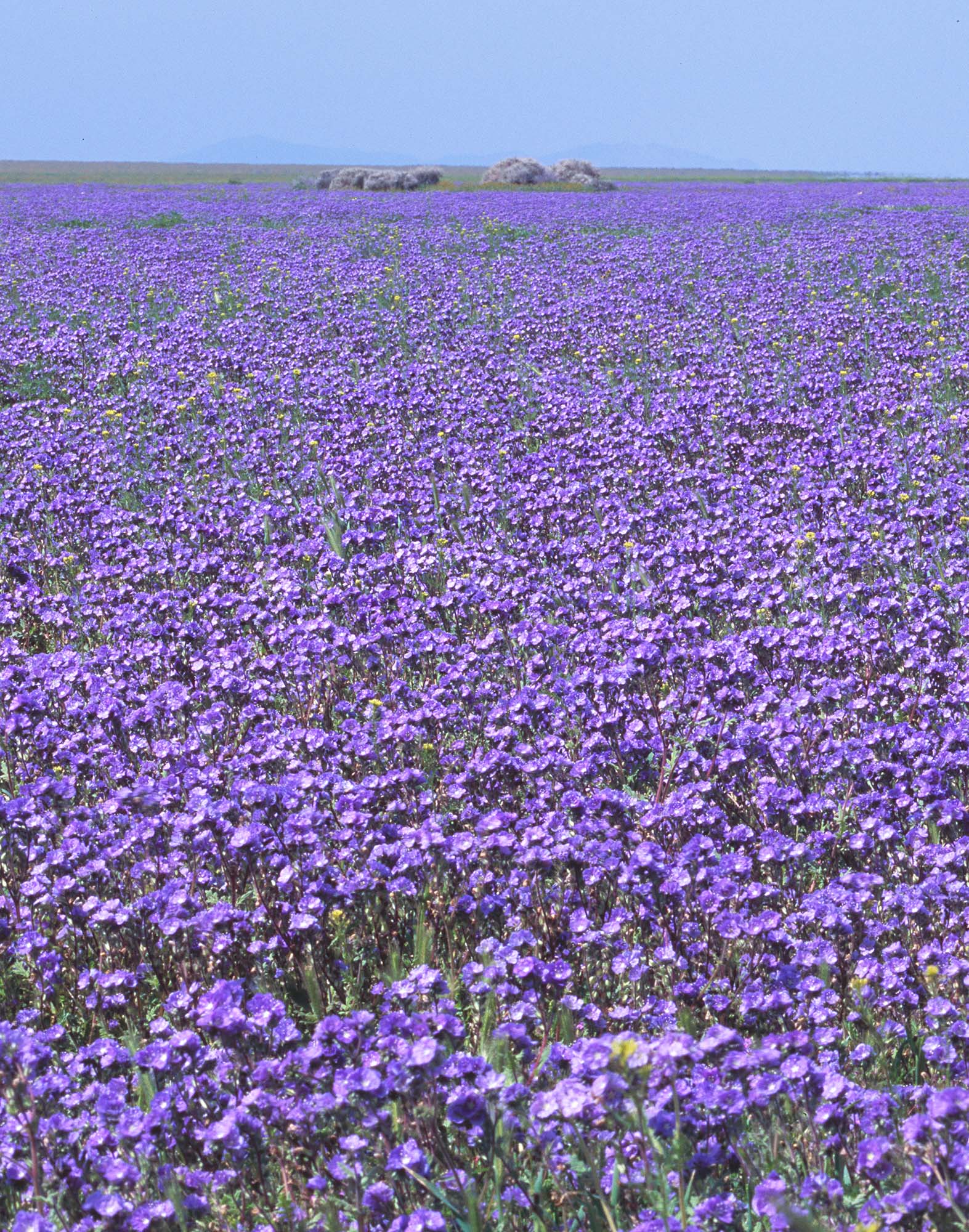 Enlarged detail of dense purple phacelia wildflowers on the Carrizo Plain with a clump of tumbleweeds visible beyond the flowers.