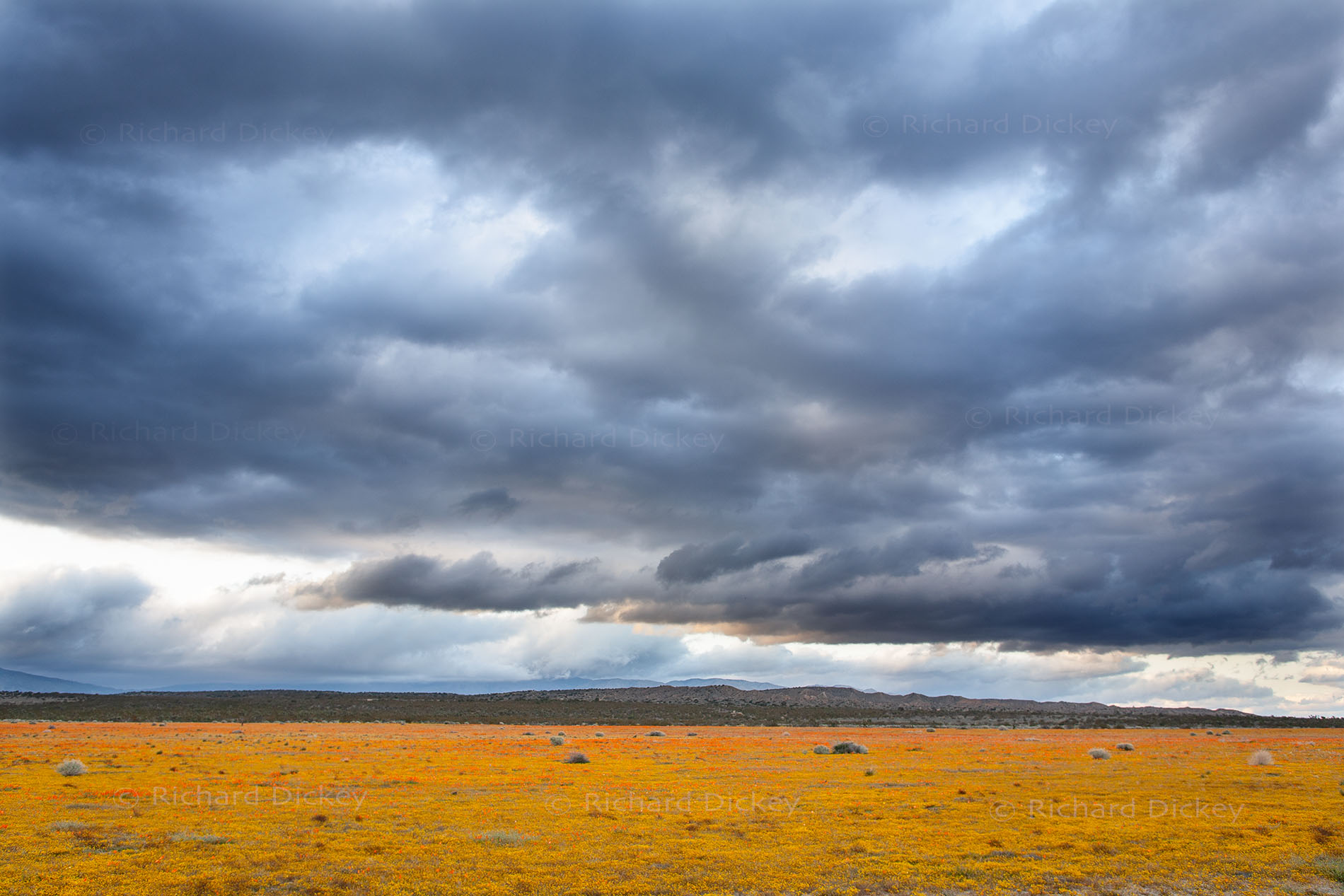 Localized Antelope Valley wildflower bloom beneath a vast layered storm sky in California, 2006.