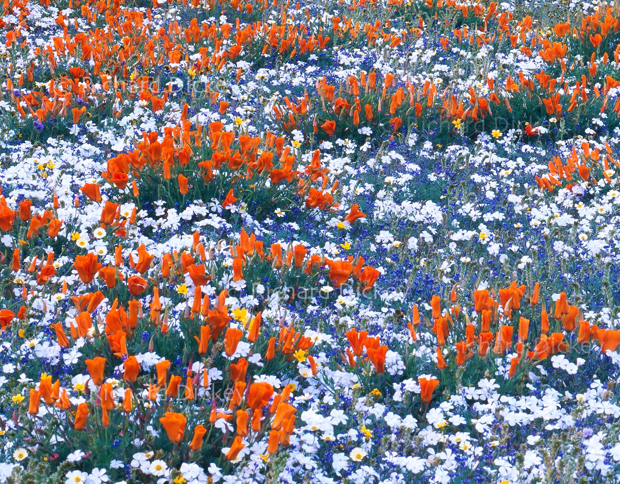 Enlarged detail from Thirty Seconds at Dusk showing night-blooming Evening-snow among a diverse mixture of Gorman wildflowers.