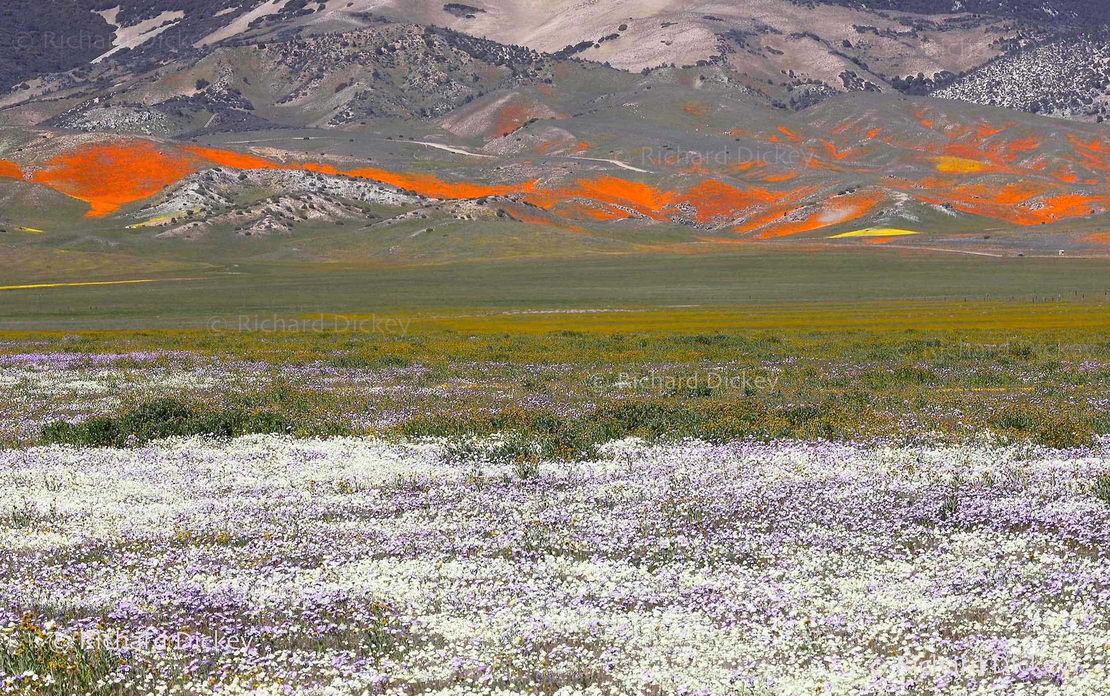 Bands of brilliant California poppies covering the distant Tejon Ranch foothills beyond a diverse foreground wildflower bloom in 2019.