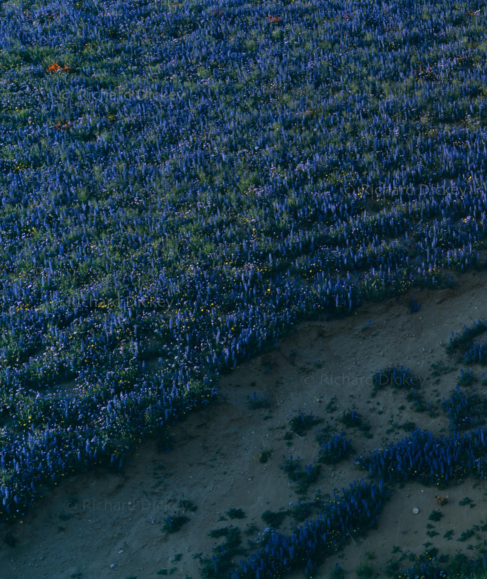 Enlarged detail of Yin Yang showing tall Bentham lupines covering a very steep shadowed hillside with scattered California poppies.