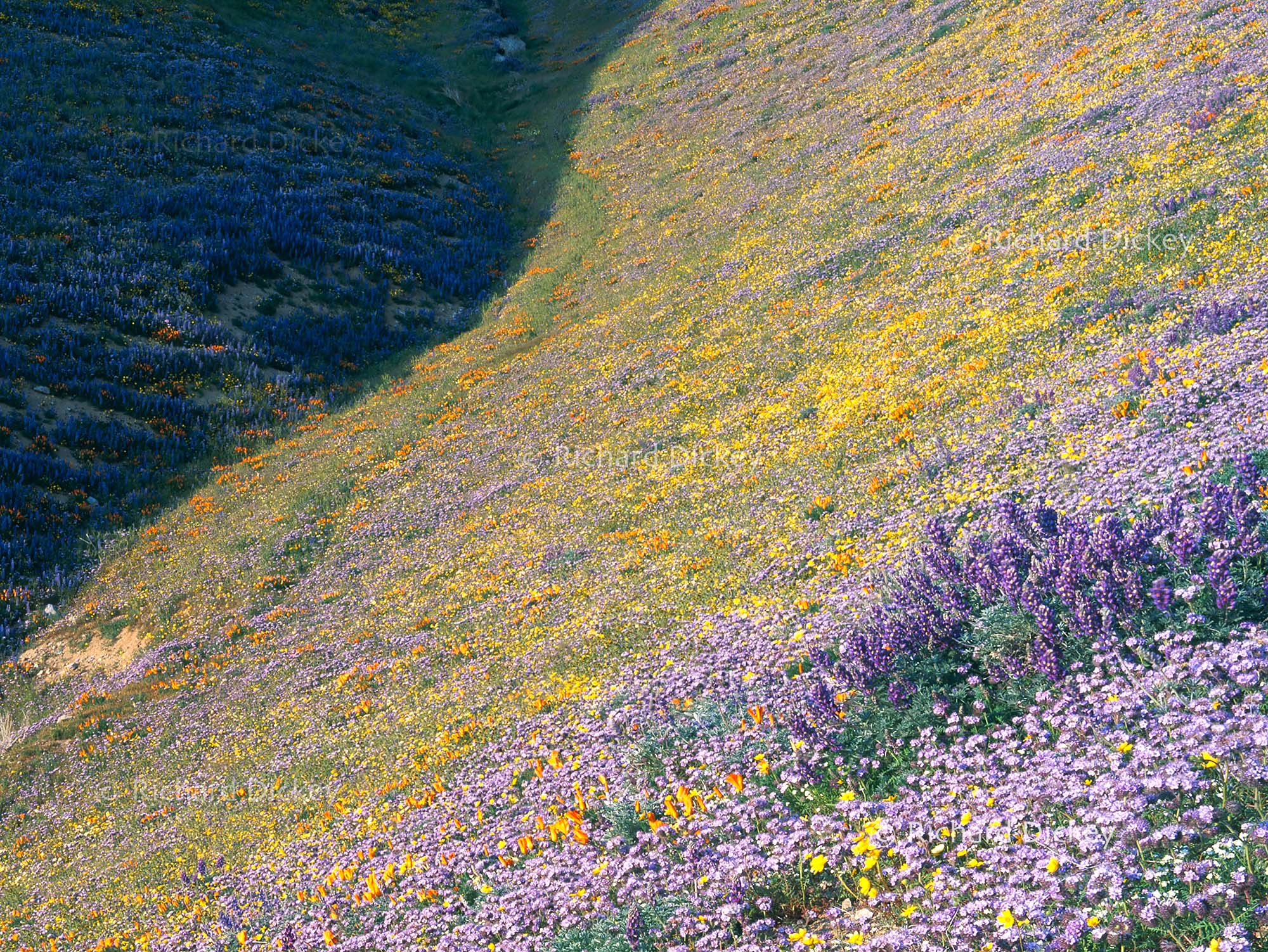 Enlarged detail of Yin Yang showing a narrow trail following the fold between wildflower-covered hills in the remote Gorman Hills.