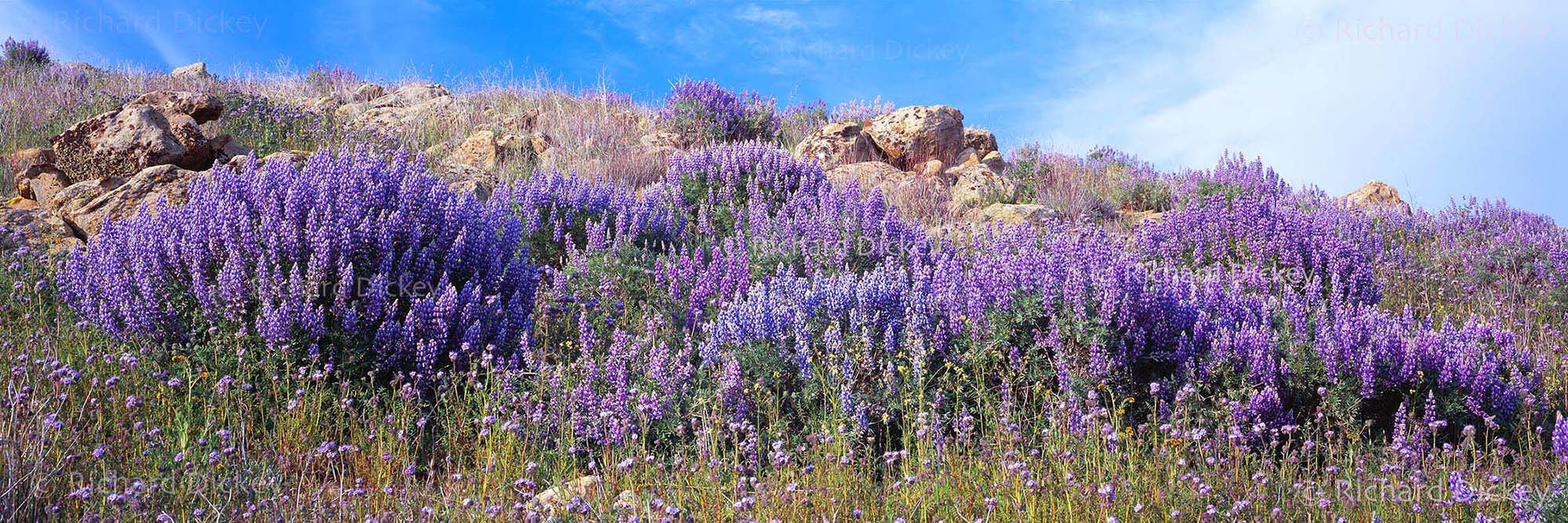 Fuji GX617 panoramic photograph of Adonis lupines flowering among rocks beneath a blue sky.
