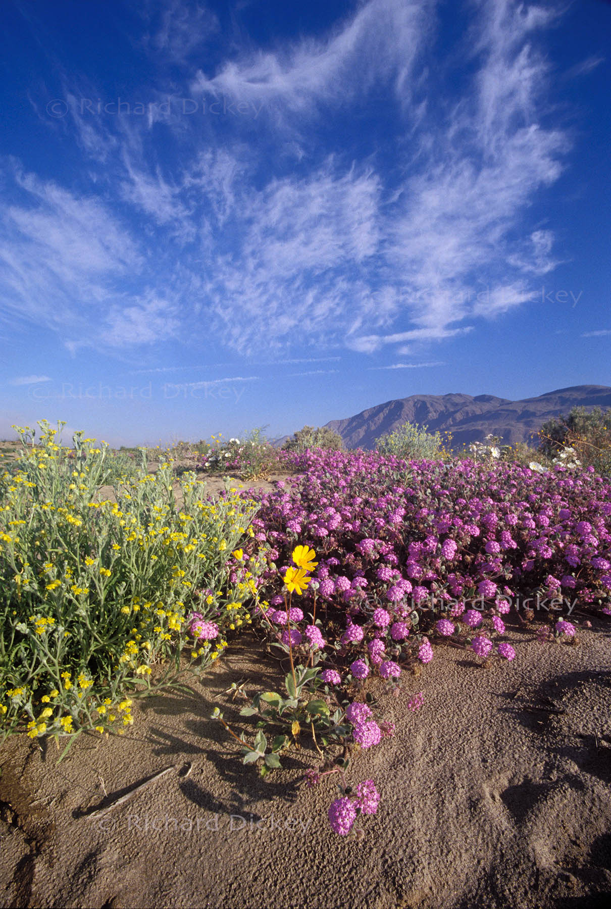 Flaxflower with sand verbena and a single desert sunflower illuminated by early morning light beneath cirrus clouds in Anza-Borrego Desert, 1998.