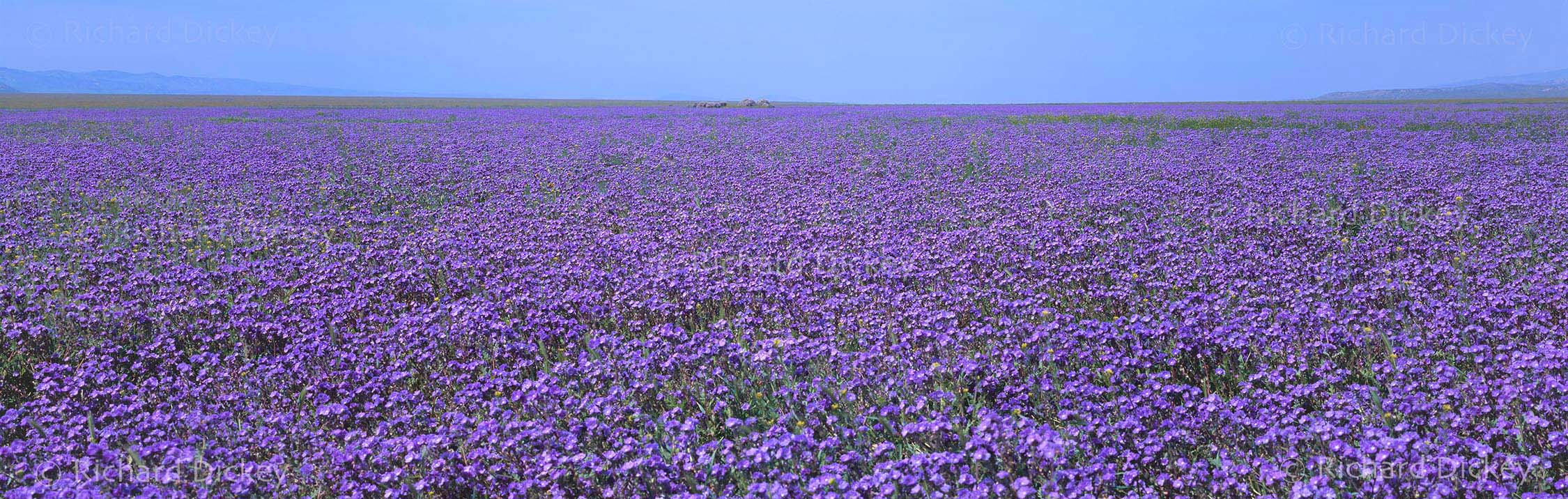 Fuji GX617 panorama of an immense field of purple phacelia extending toward the horizon across Carrizo Plain.