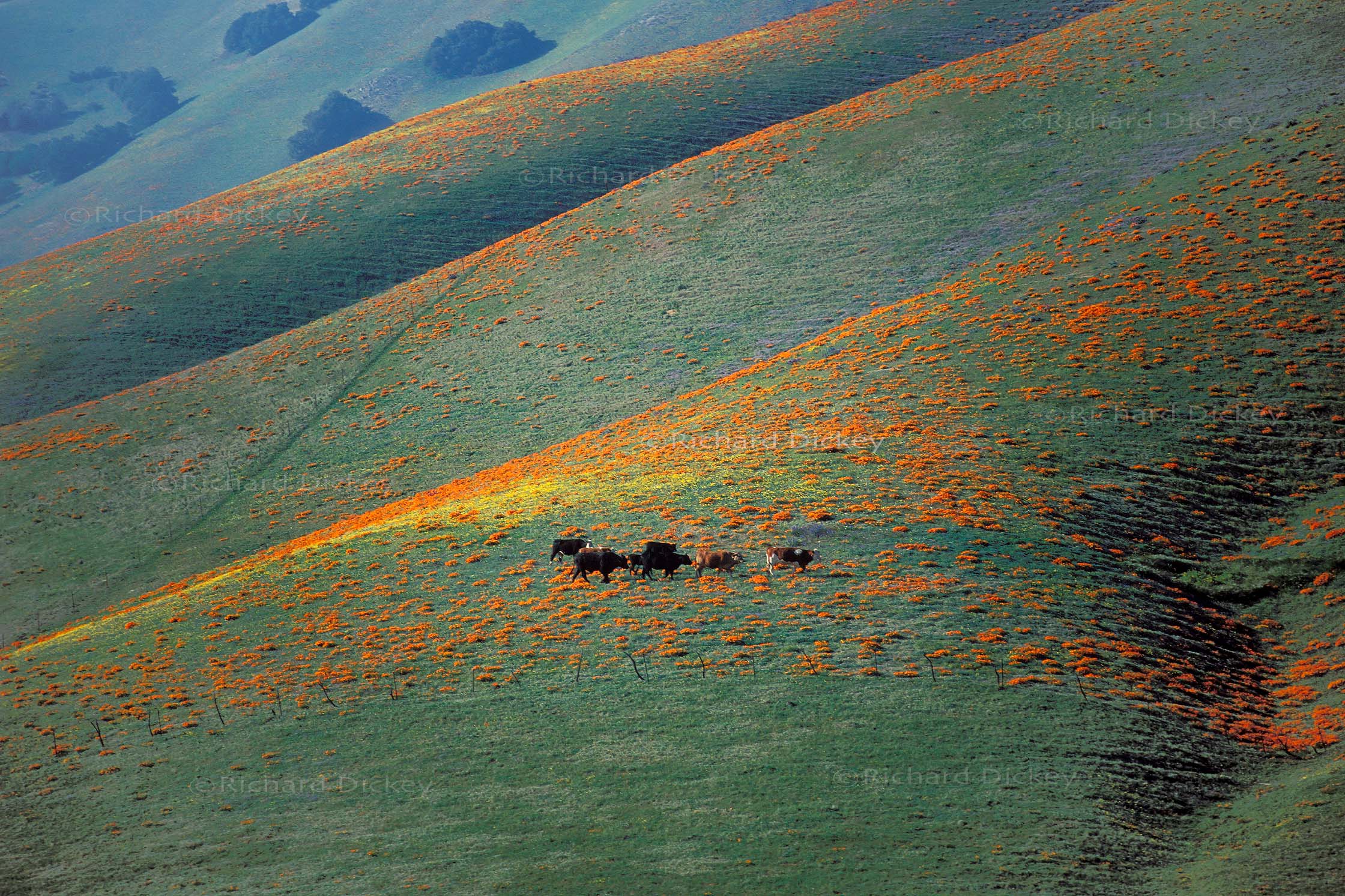 Cattle grazing among California wildflowers above a fence line at Gorman, California, with comparatively little flowering visible in the lower area inaccessible to the cattle, 2001.