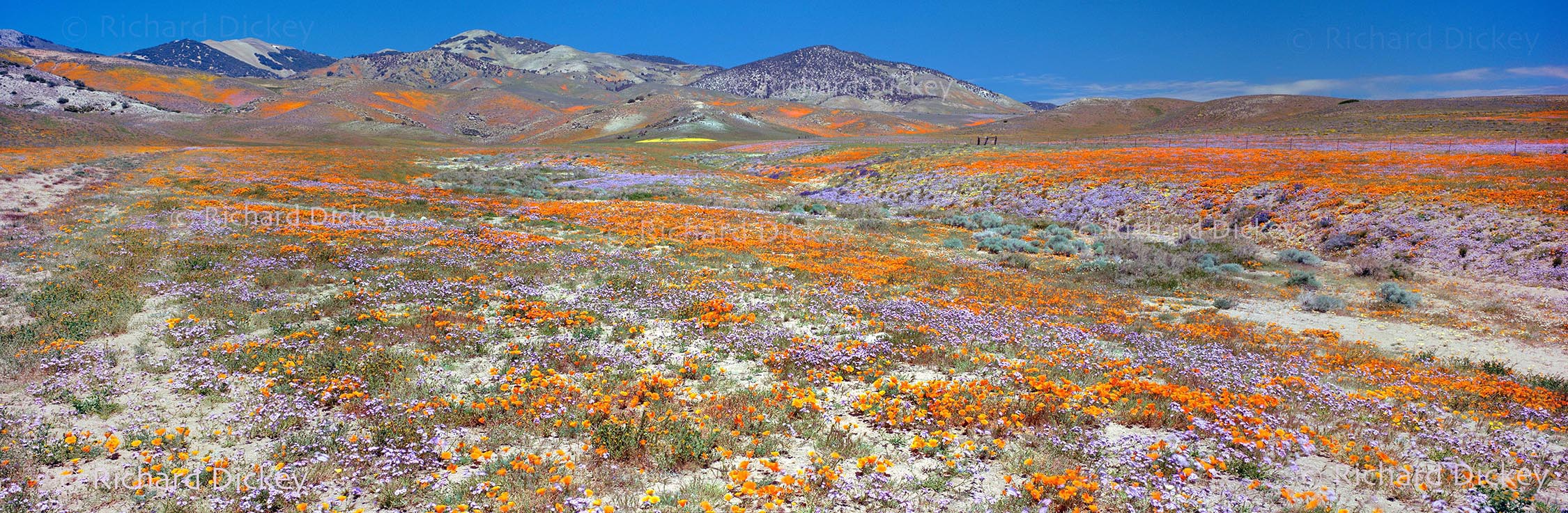 Fuji GX617 panorama of a multicolored wildflower landscape across Tejon Ranch beneath a deep blue midday sky.