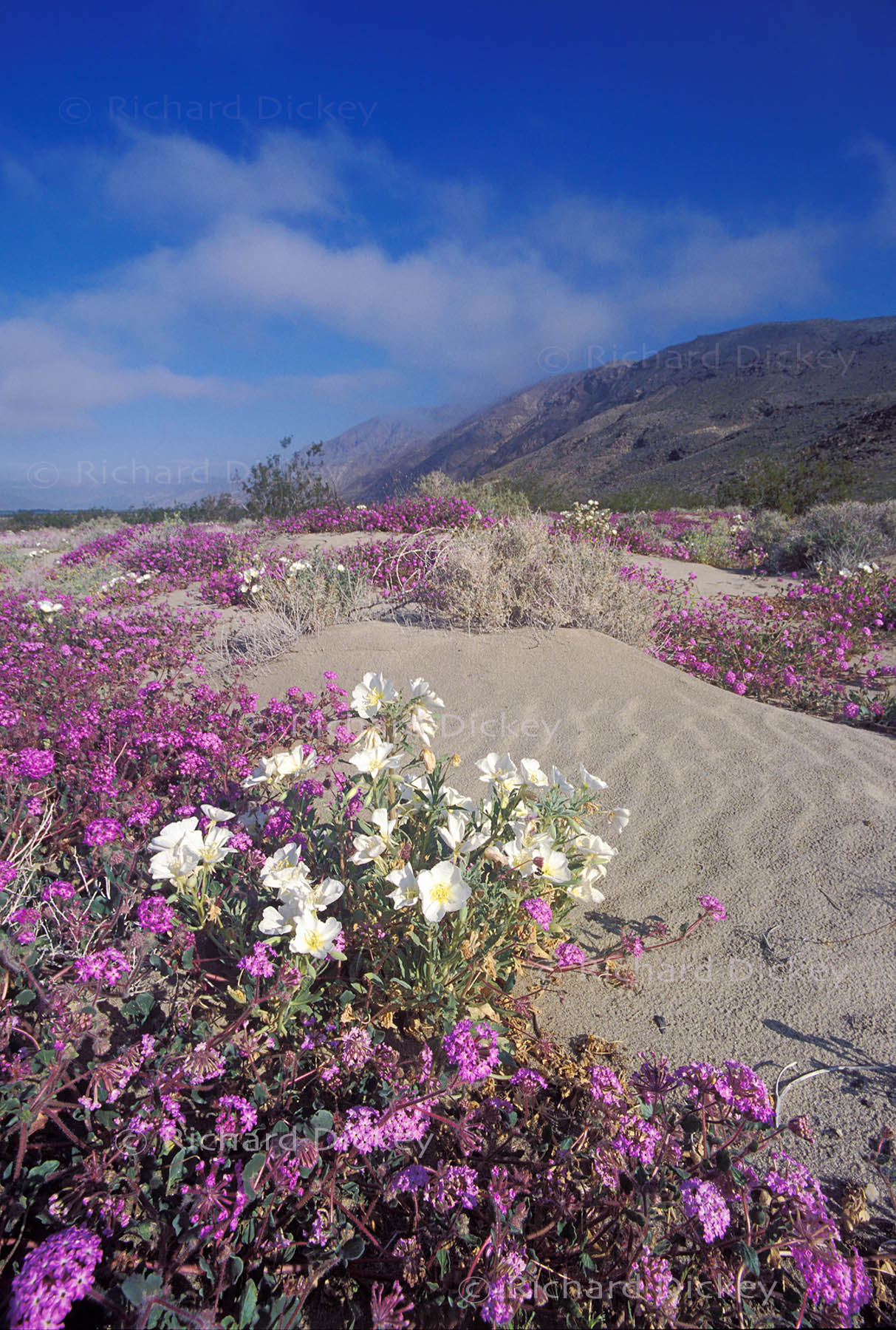 White dune evening primrose among pink sand verbena as remnants of morning fog lift over Anza-Borrego Desert, 1998.