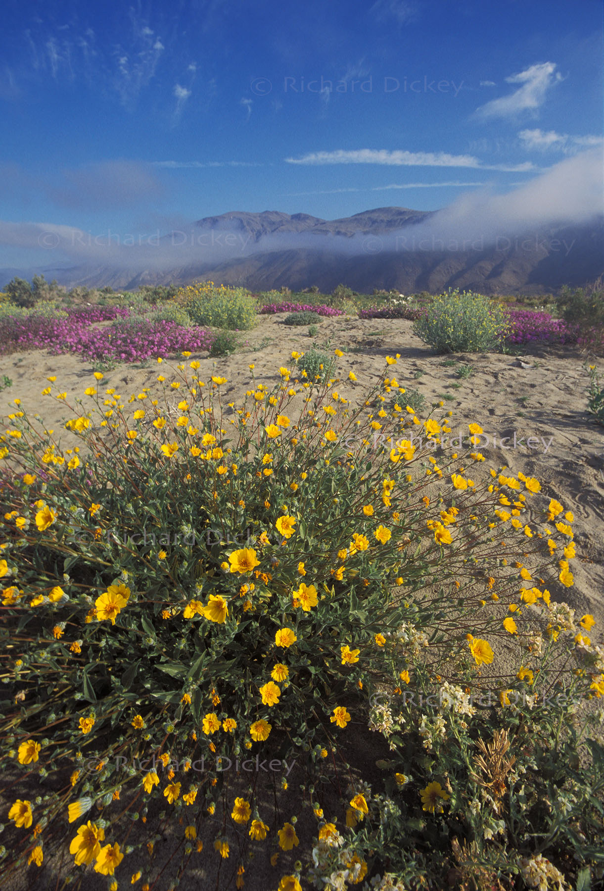 Desert sunflower beneath morning fog with the Santa Rosa Mountains in the distance, Anza-Borrego Desert, 1998.