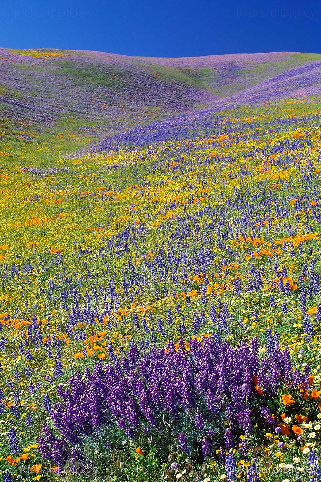 Adonis lupine beneath a Gorman hillcrest covered with lacy phacelia and other California wildflowers in 2003.