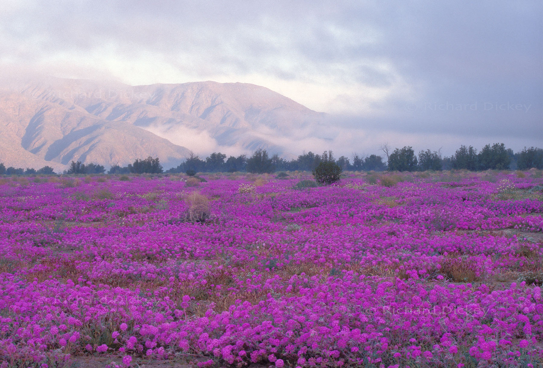 Morning fog lifting over pink sand verbena with sunrise light on the San Ysidro Mountains in Anza-Borrego Desert, 1998.