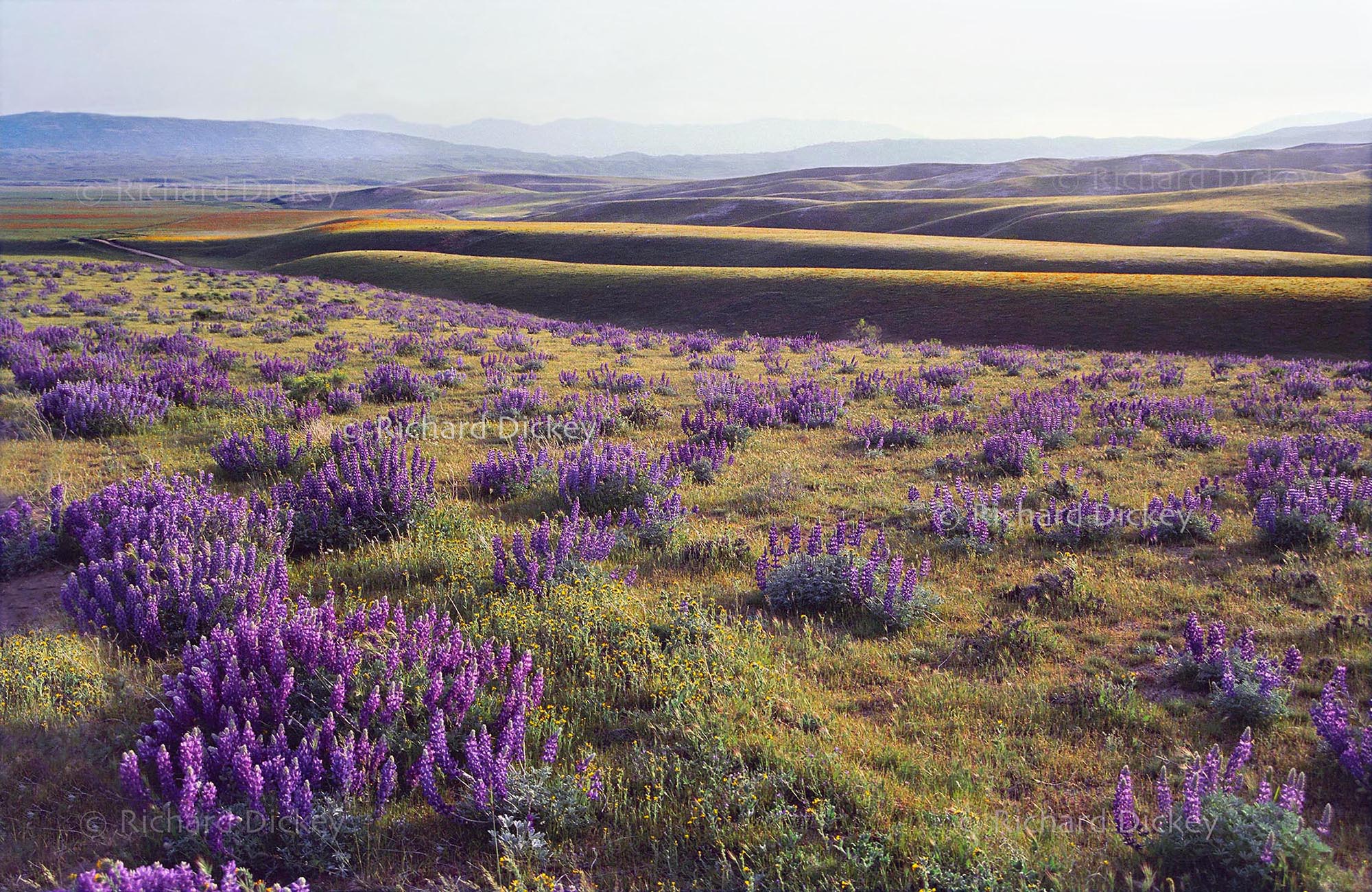 Adonis lupines and rolling Tejon Ranch hills illuminated by golden-hour light in 1991.