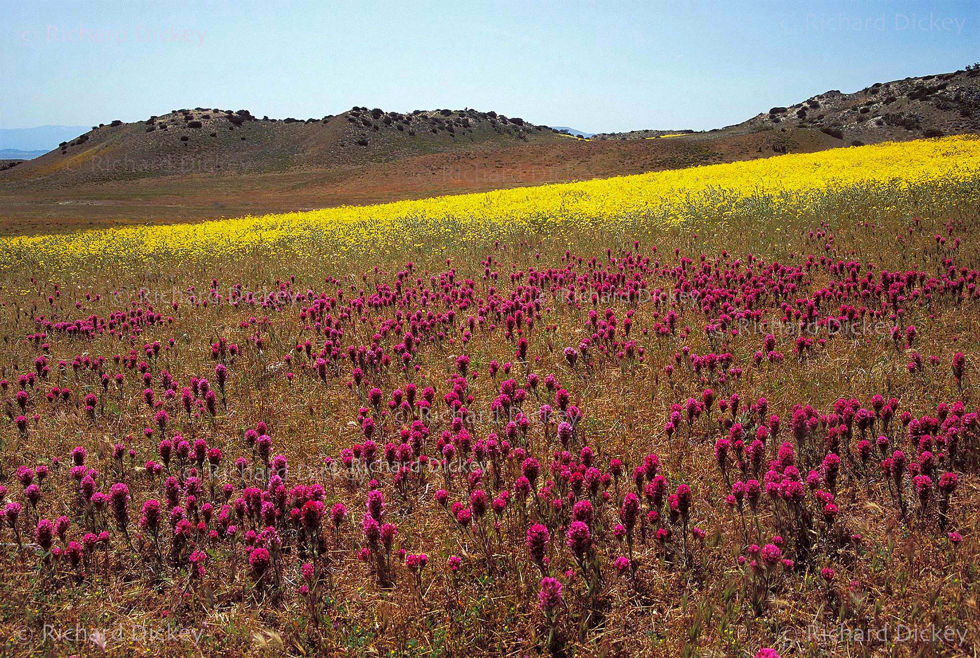 Magenta owl's clover against yellow Monolopia across Tejon Ranch, California, in 1992.