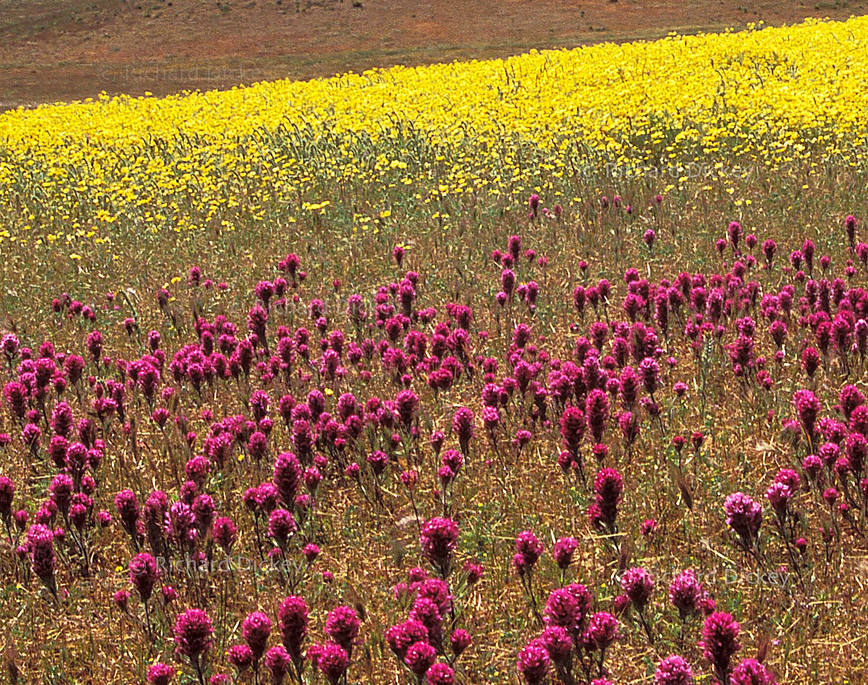 Enlarged detail showing magenta owl's clover, yellow Monolopia and small fiddleneck wildflowers mixed together on Tejon Ranch.