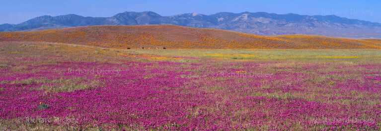 Fuji GX617 panorama of dense magenta owl's clover across the Quail Lake area with California poppies on distant hills.