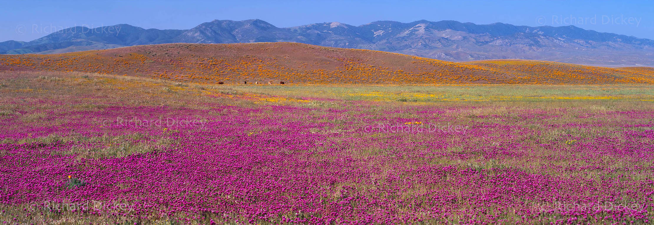 Fuji GX617 panorama of dense magenta owl's clover across the Quail Lake area with California poppies on distant hills.