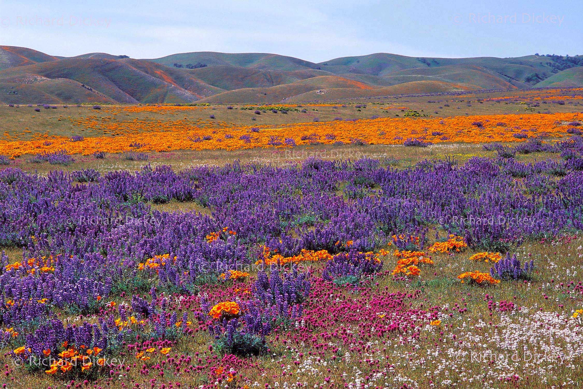 Pale Chinese houses among Adonis lupines, owl's clover, California poppies, goldfields and goldenbush on Tejon Ranch, California, 1992.