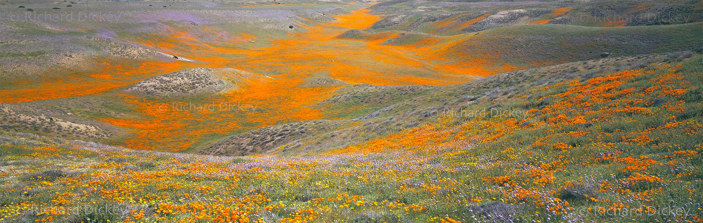 Fuji GX617 panorama from a Tejon Ranch overlook with California poppies, globe gilia, coreopsis and goldfields flowing into a shallow valley.