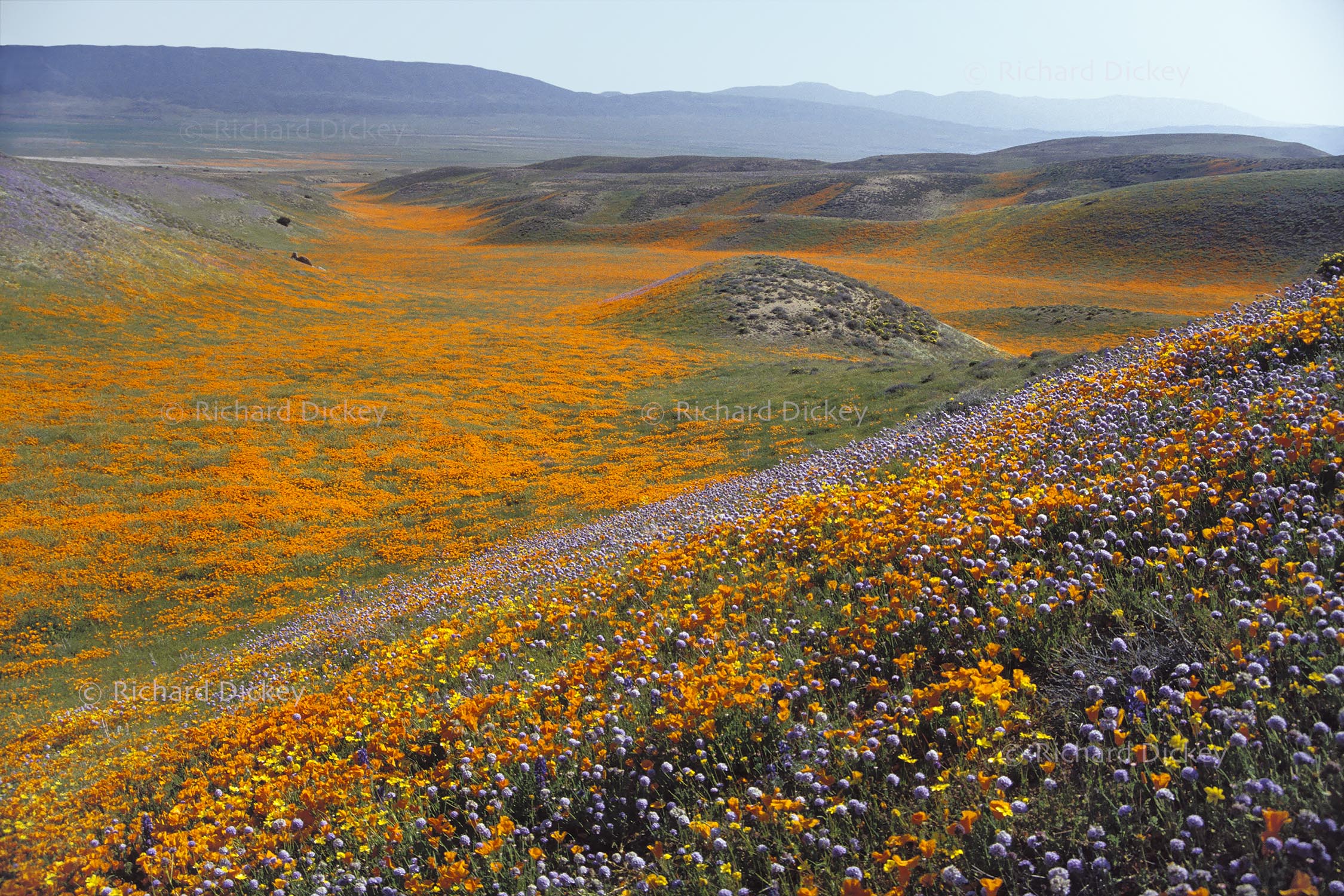 California poppies and globe gilia overlooking the Antelope Valley from the Tehachapi foothills in 1991.