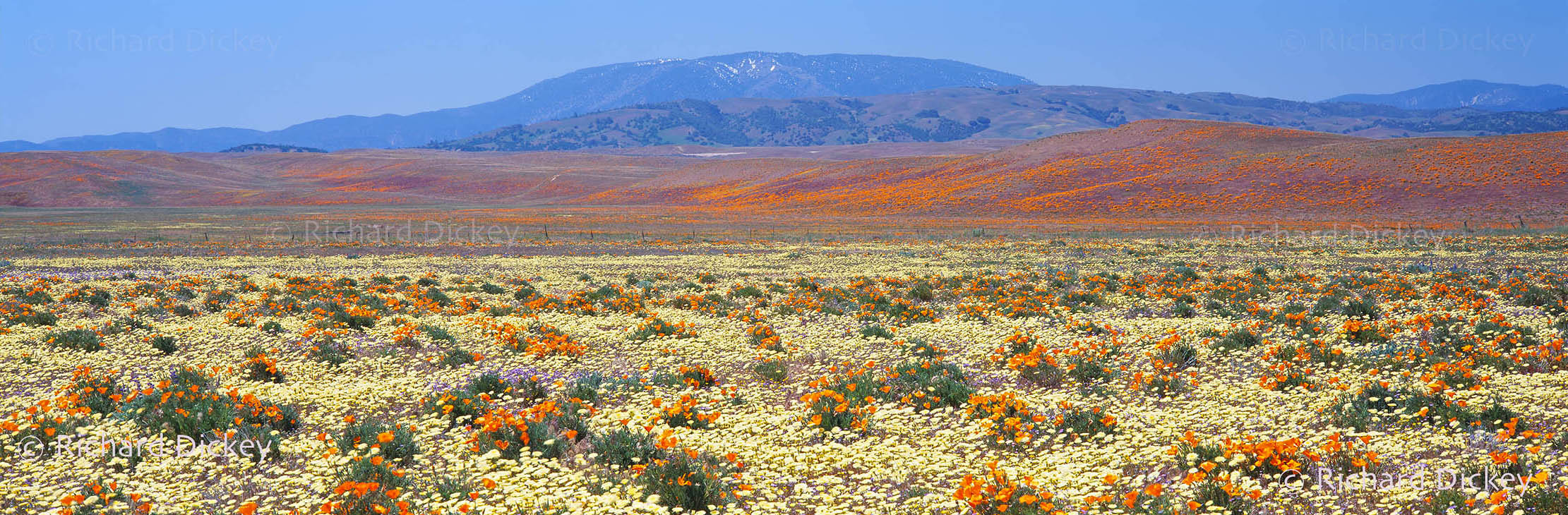 Fuji GX617 panorama of pale yellow desert dandelions and California poppies spreading across the Quail Lake landscape.