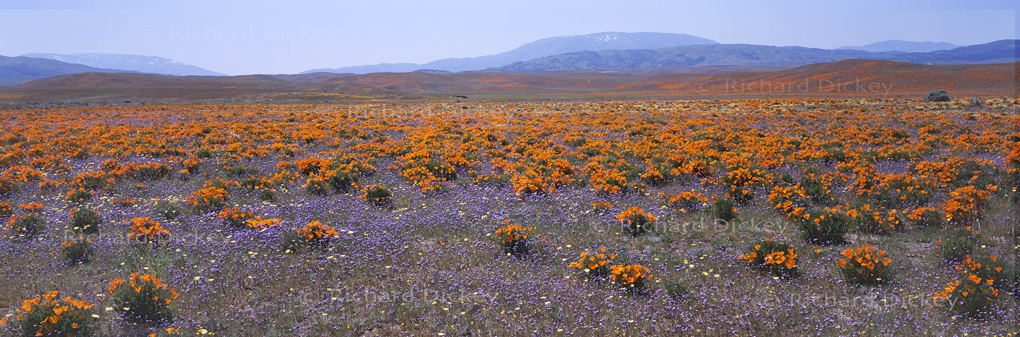 Fuji GX617 panorama with light blue gilia filling the foreground and California poppies spreading across the Quail Lake landscape.