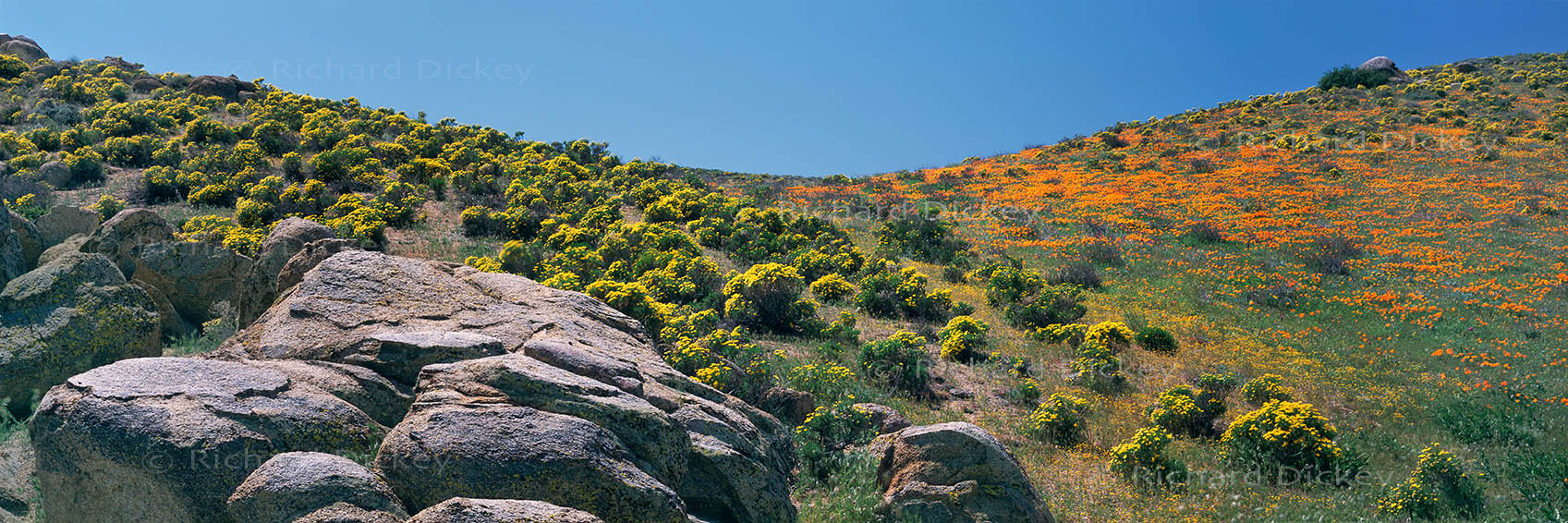 Fuji GX617 panoramic wildflower landscape on Tejon Ranch and the western Antelope Valley, California.