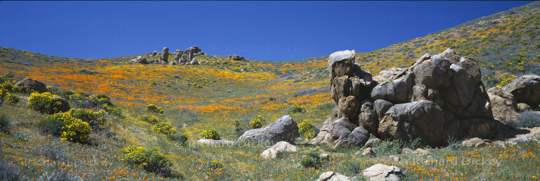Fuji GX617 panorama of quartzite boulders surrounded by California poppies and golden wildflowers in the Tejon Ranch rock garden.