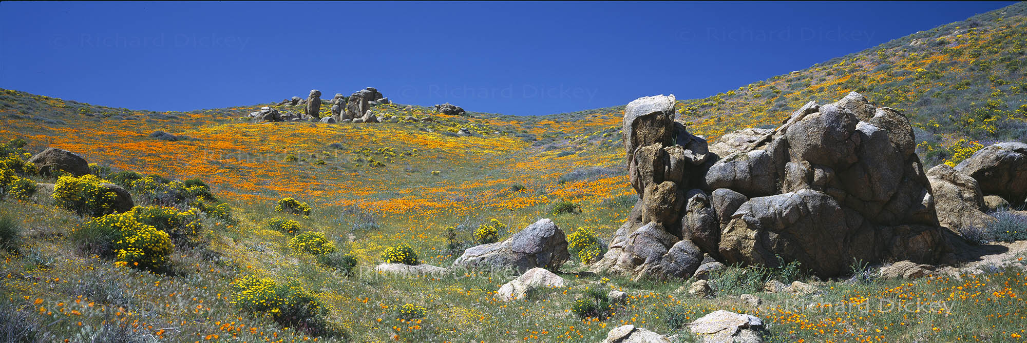 Fuji GX617 panorama of quartzite boulders surrounded by California poppies and golden wildflowers in the Tejon Ranch rock garden.
