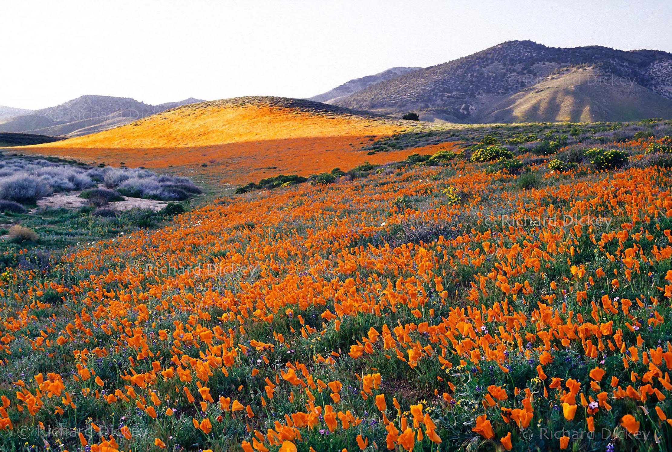 Horizontal view of California poppies beneath setting sunlight in the Tehachapi foothills near Tejon Ranch, California, 1986.