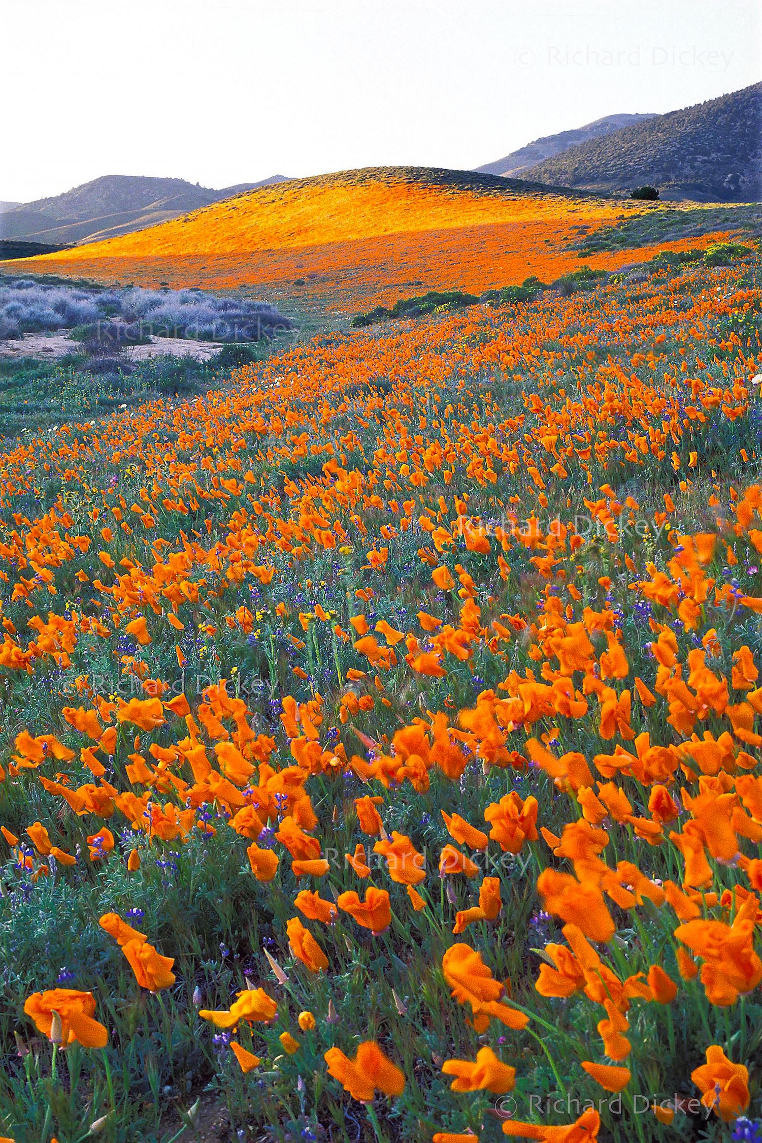 California poppies in shadow and evening sunlight on a wildflower-covered hillside in the Tehachapi foothills near Tejon Ranch, California, 1986.