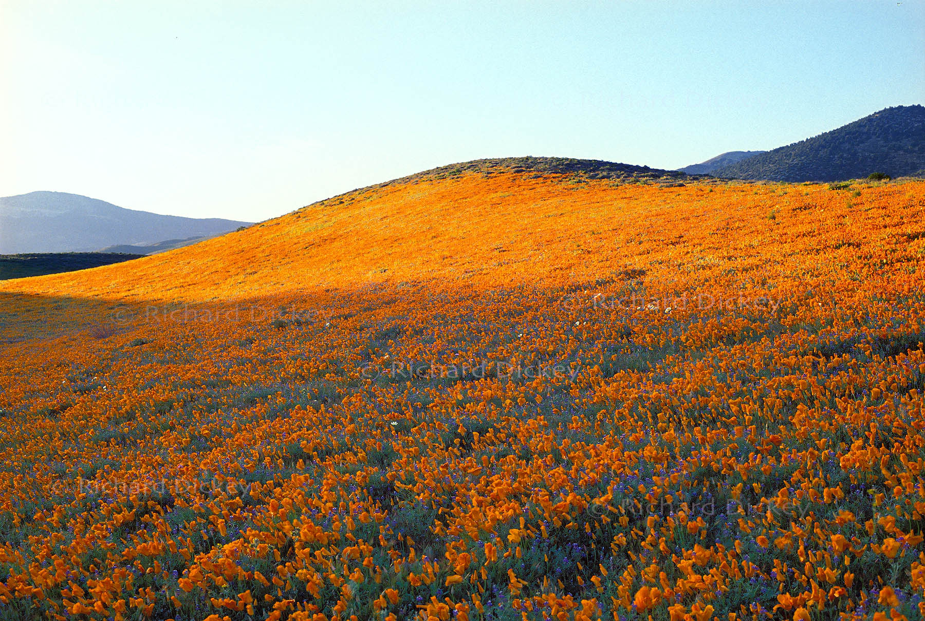 Late sunlight illuminates a hillside densely covered with California poppies in the Tehachapi foothills near Tejon Ranch, California, 1986.
