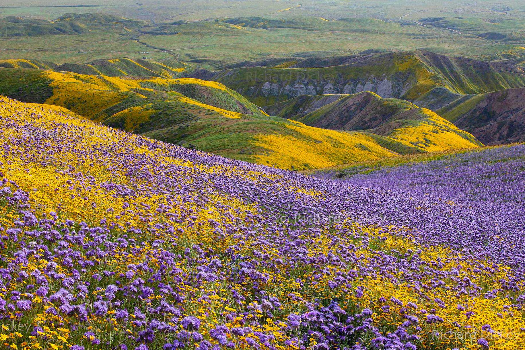 Blue and gold wildflowers sweeping across the Temblor Range above Carrizo Plain, California.