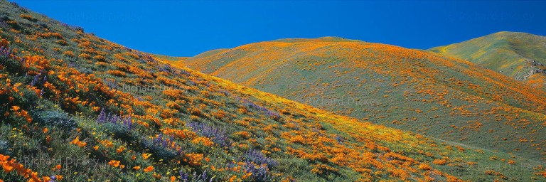 Fuji GX617 panorama of California wildflowers leading toward three mountain ridges near Gorman and Peace Valley, 2001.