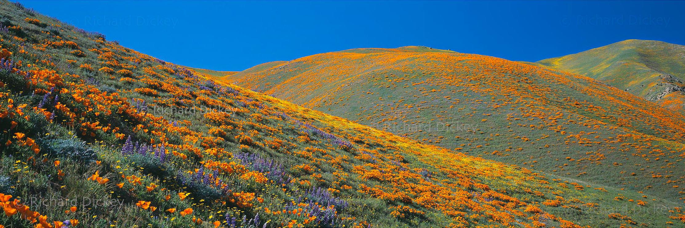 Fuji GX617 panorama of California wildflowers leading toward three mountain ridges near Gorman and Peace Valley, 2001.