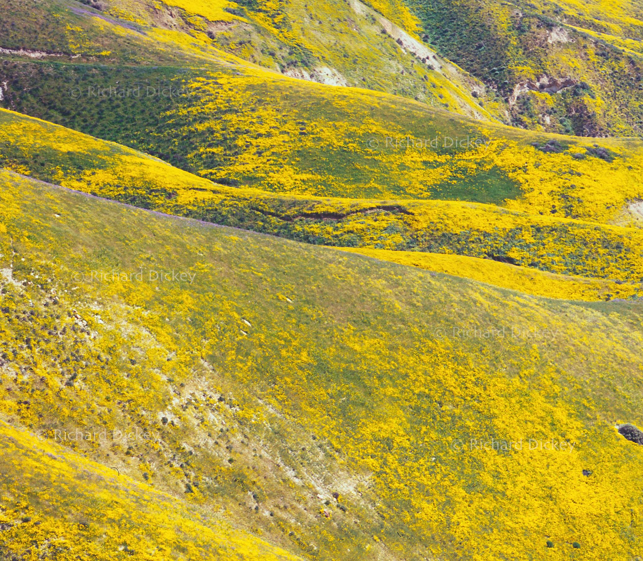 Enlarged detail of wildflowers on the steep Temblor Range showing hillside daisies, lacy phacelia and small areas where exposed soil has slipped downslope.