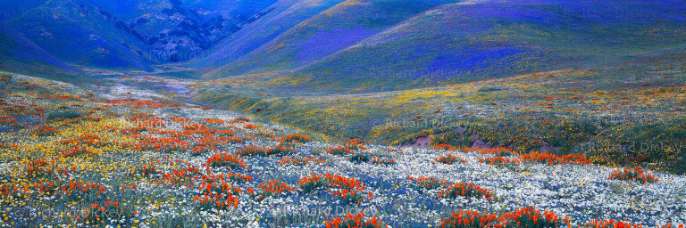 Fuji GX617 panorama of night-blooming Evening-snow and California wildflowers at dusk in Gorman, California, 2003.