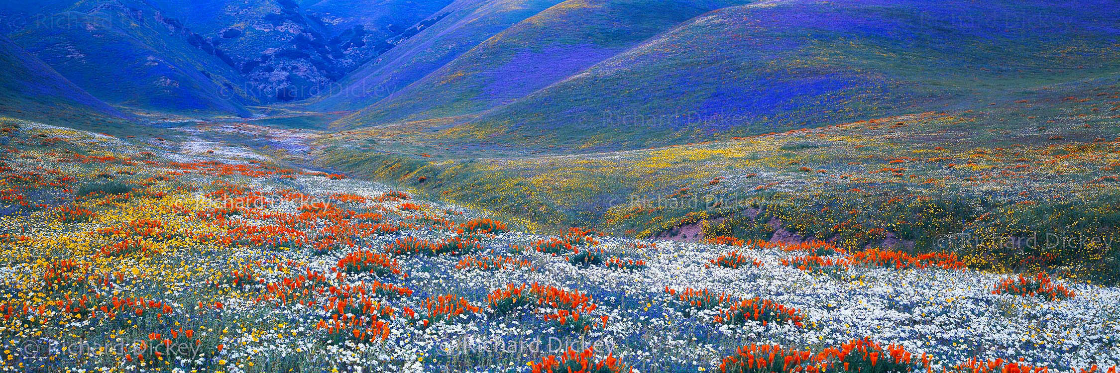 Fuji GX617 panorama of night-blooming Evening-snow and diverse wildflowers photographed at dusk in Gorman, California, 2003.