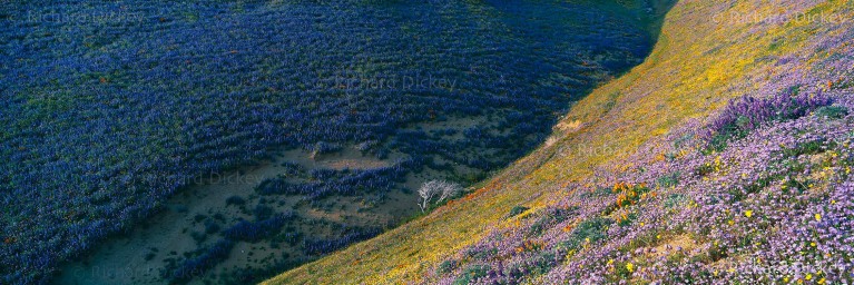 Fuji GX617 panorama of shadowed Bentham lupines meeting a sunlit wildflower-covered hillside in Gorman, California, 2003.