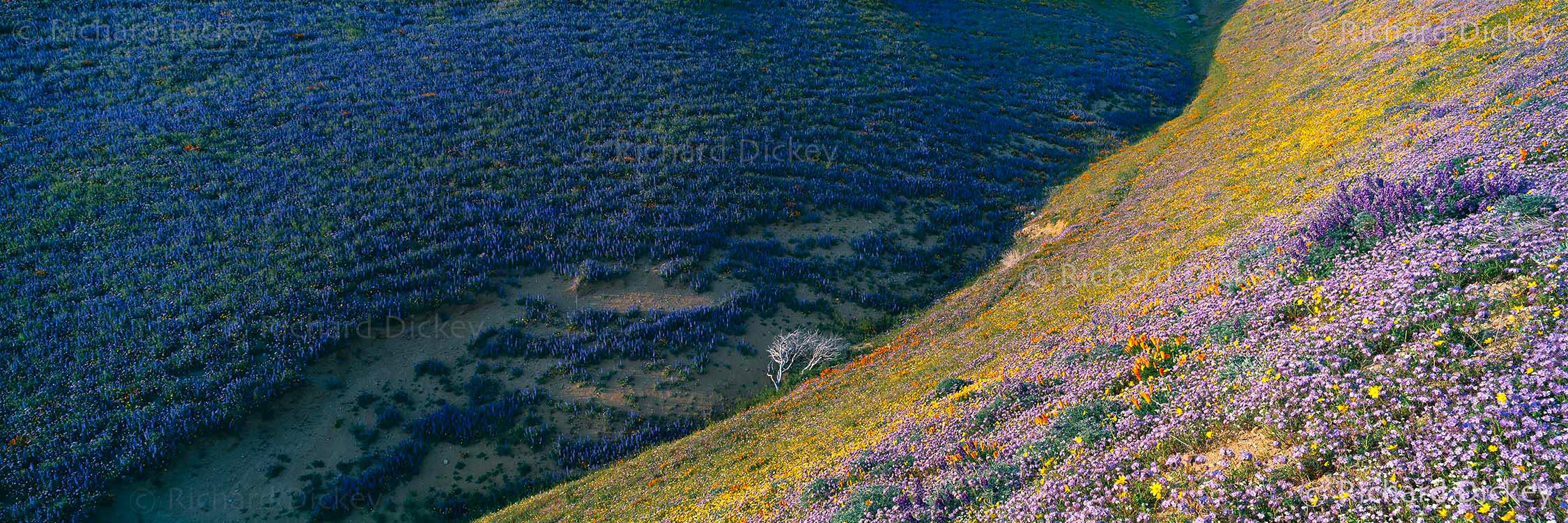 Fuji GX617 panorama of shadowed Bentham lupines meeting a sunlit wildflower-covered hillside in Gorman, California, 2003.