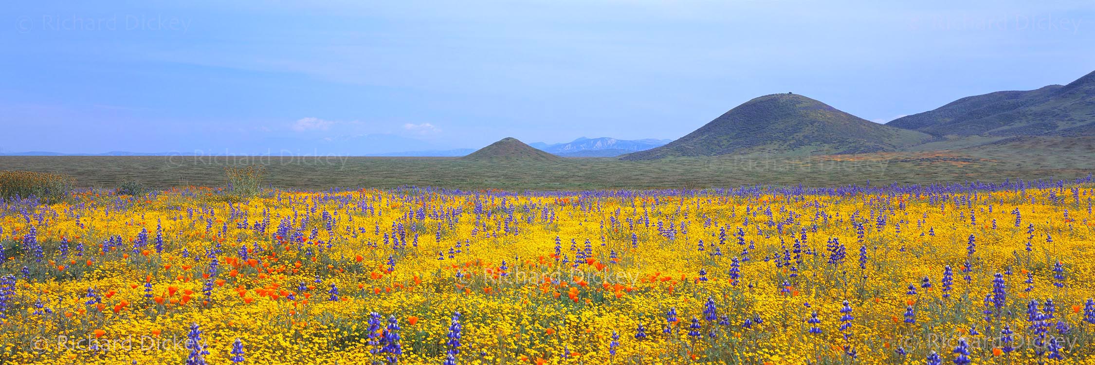 Fuji GX617 panorama of broad swaths of yellow goldfields interspersed with blue lupines and orange California poppies across Carrizo Plain.