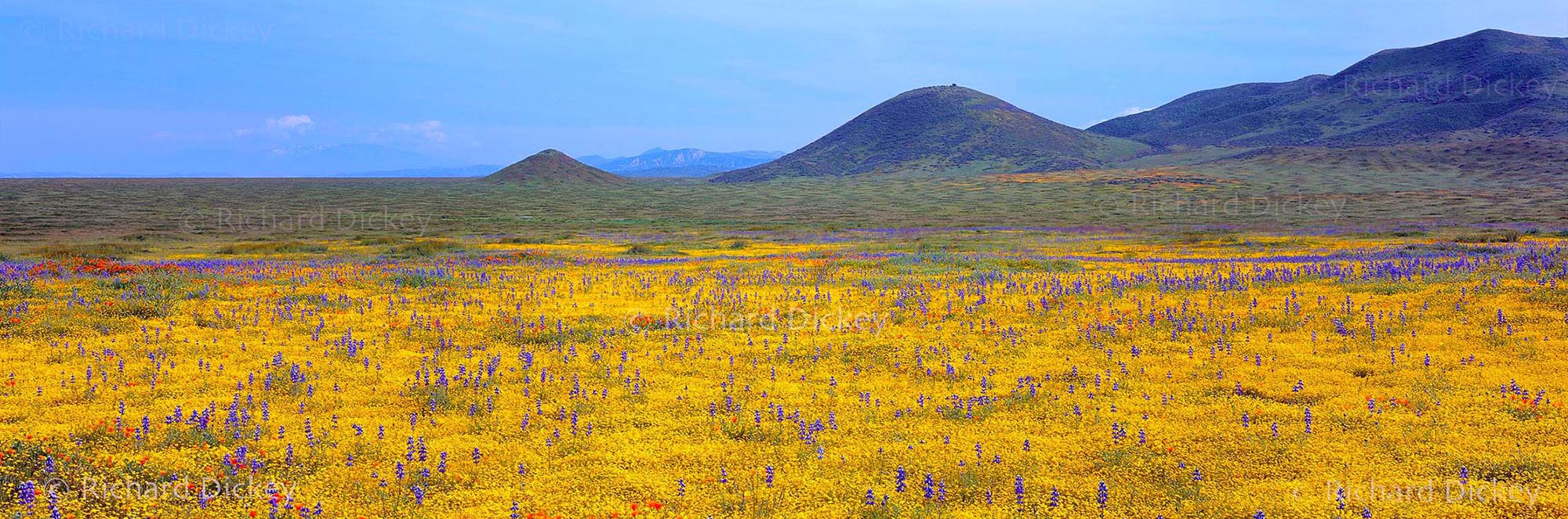 Fuji GX617 panorama of goldfields, lupines, California poppies and fiddlenecks spreading across Carrizo Plain beneath uniquely rounded hills.