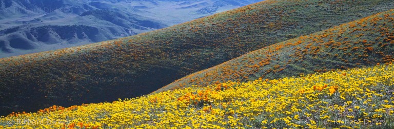 Fuji GX617 panorama overlooking California poppies and coreopsis across the hills of Peace Valley, California, 2001.