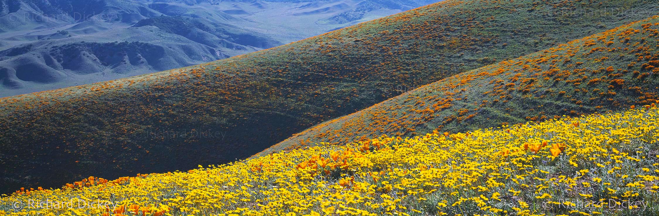 Fuji GX617 panoramic wildflower landscape in Gorman and Peace Valley, California.