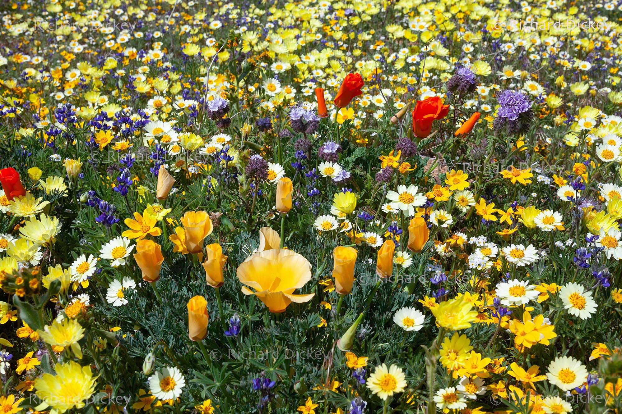 Rare butterscotch-colored California poppy growing among spring wildflowers in the Gorman Hills, California.